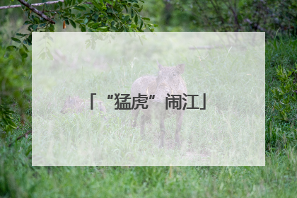 “猛虎”闹江