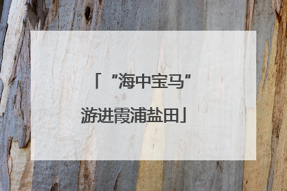 “海中宝马”游进霞浦盐田