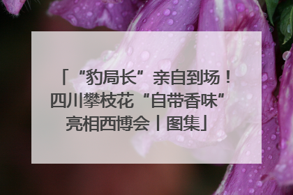 “豹局长”亲自到场！四川攀枝花“自带香味”亮相西博会丨图集