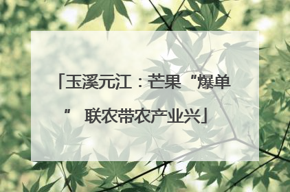 玉溪元江：芒果“爆单” 联农带农产业兴