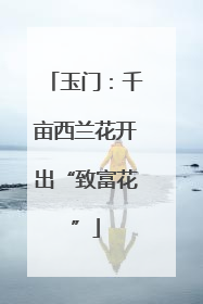 玉门：千亩西兰花开出“致富花”