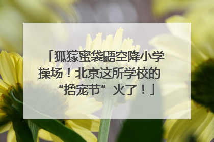 狐獴蜜袋鼯空降小学操场！北京这所学校的“撸宠节”火了！