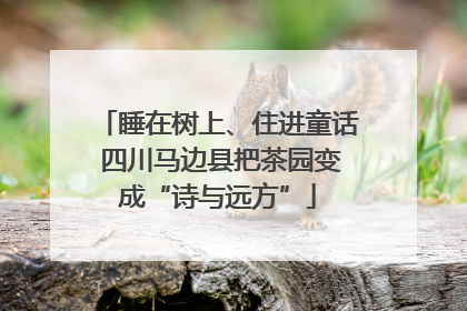 睡在树上、住进童话 四川马边县把茶园变成“诗与远方”