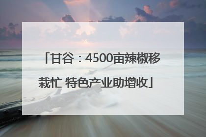 甘谷：4500亩辣椒移栽忙 特色产业助增收