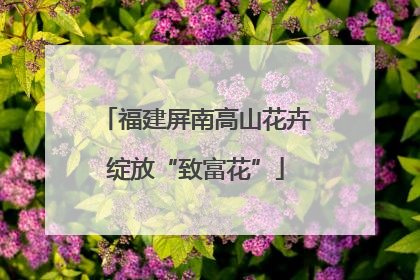 福建屏南高山花卉绽放“致富花”