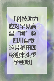 科技助力应对罕见高温“烤”验 四川自贡这片稻田即将迎来头季孕穗期