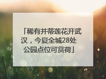 稀有并蒂莲花开武汉，今夏全城28处公园点位可赏荷