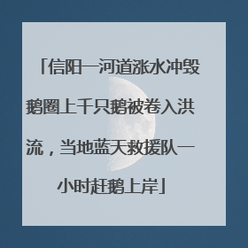 信阳一河道涨水冲毁鹅圈上千只鹅被卷入洪流，当地蓝天救援队一小时赶鹅上岸