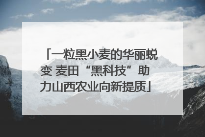 一粒黑小麦的华丽蜕变 麦田“黑科技”助力山西农业向新提质