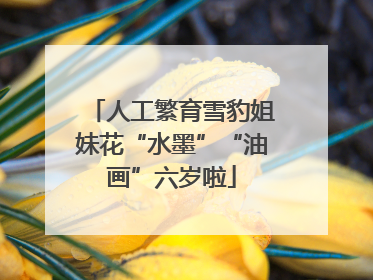 人工繁育雪豹姐妹花“水墨”“油画”六岁啦