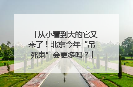 从小看到大的它又来了！北京今年“吊死鬼”会更多吗？
