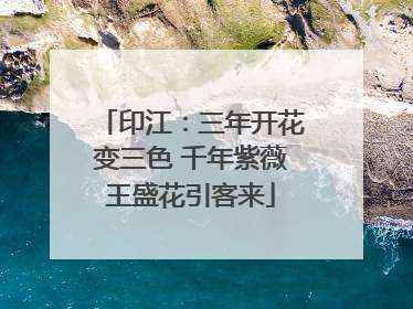 印江：三年开花变三色 千年紫薇王盛花引客来