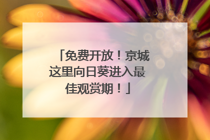 免费开放！京城这里向日葵进入最佳观赏期！