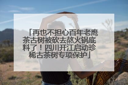 再也不担心百年老鹰茶古树被砍去熬火锅底料了！四川开江启动珍稀古茶树专项保护