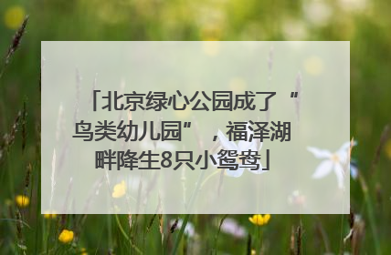 北京绿心公园成了“鸟类幼儿园”，福泽湖畔降生8只小鸳鸯