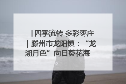四季流转 多彩枣庄｜滕州市龙阳镇：“龙湖月色”向日葵花海 绘就乡村振兴新画卷