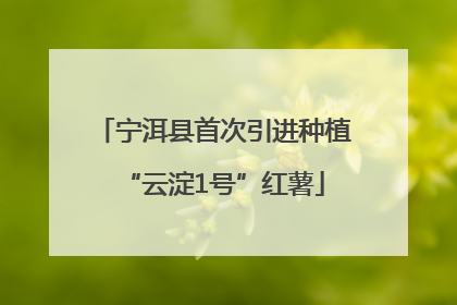 宁洱县首次引进种植“云淀1号”红薯