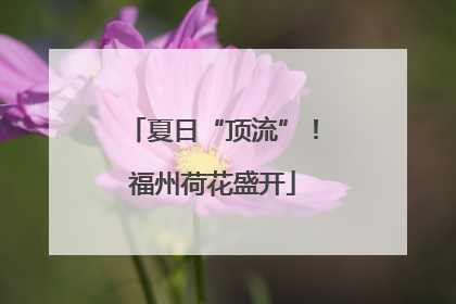 夏日“顶流”！福州荷花盛开