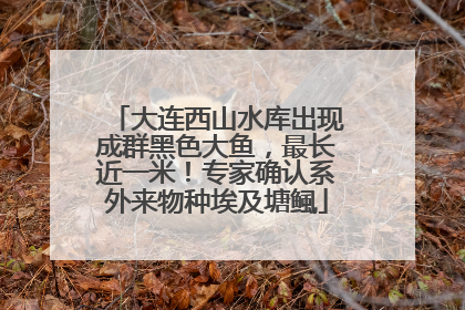 大连西山水库出现成群黑色大鱼，最长近一米！专家确认系外来物种埃及塘鲺