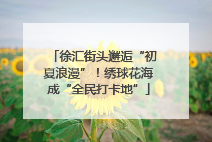徐汇街头邂逅“初夏浪漫”！绣球花海成“全民打卡地”