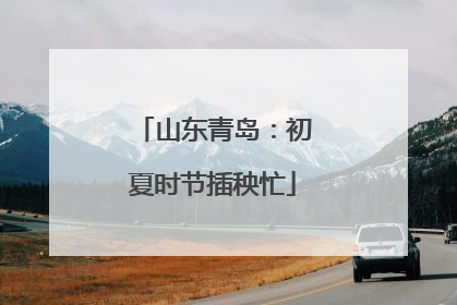 山东青岛：初夏时节插秧忙