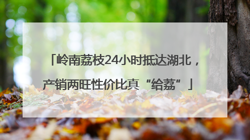 岭南荔枝24小时抵达湖北，产销两旺性价比真“给荔”