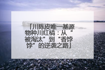 川陈皮唯一基源物种川红橘：从“被淘汰”到“香饽饽”的逆袭之路
