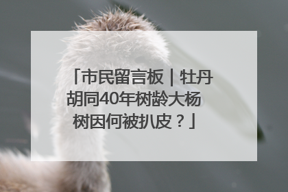 市民留言板｜牡丹胡同40年树龄大杨树因何被扒皮？