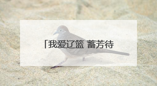 我爱辽篮 蓄芳待来年丨辽篮当针对阵容短板选外援