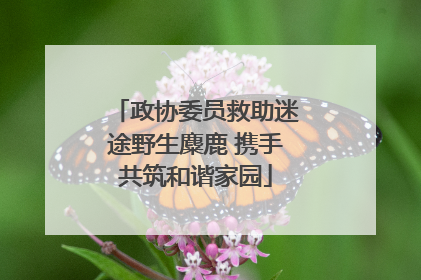 政协委员救助迷途野生麋鹿 携手共筑和谐家园