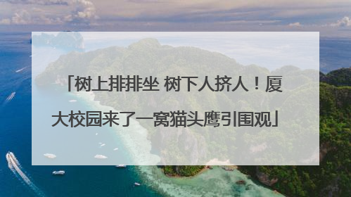 树上排排坐 树下人挤人！厦大校园来了一窝猫头鹰引围观