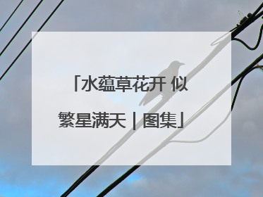 水蕴草花开 似繁星满天｜图集