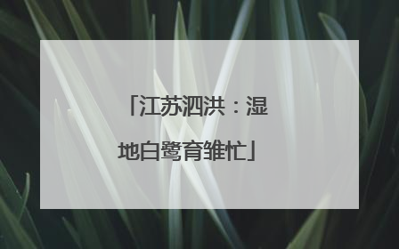 江苏泗洪：湿地白鹭育雏忙