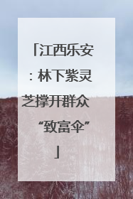 江西乐安：林下紫灵芝撑开群众“致富伞”