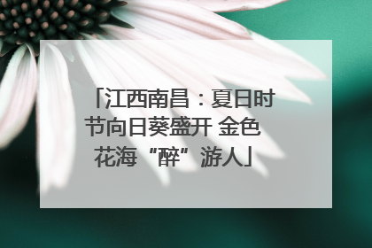 江西南昌：夏日时节向日葵盛开 金色花海“醉”游人