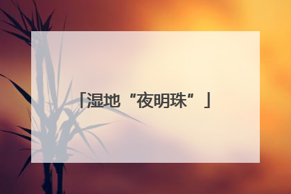 湿地“夜明珠”