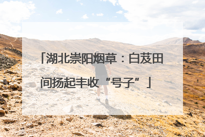 湖北崇阳烟草：白芨田间扬起丰收“号子”
