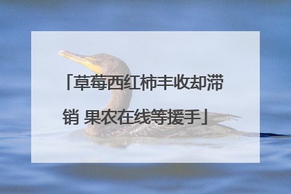 草莓西红柿丰收却滞销 果农在线等援手