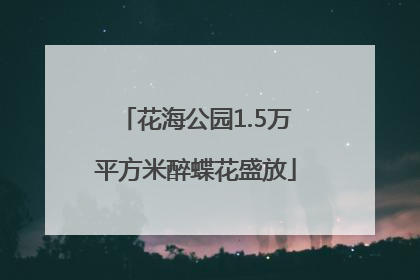 花海公园1.5万平方米醉蝶花盛放