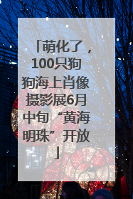 萌化了，100只狗狗海上肖像摄影展6月中旬“黄海明珠”开放
