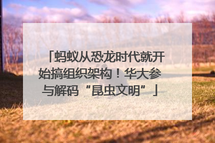 蚂蚁从恐龙时代就开始搞组织架构！华大参与解码“昆虫文明”