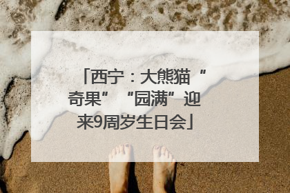 西宁：大熊猫“奇果”“园满”迎来9周岁生日会