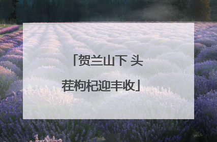 贺兰山下 头茬枸杞迎丰收