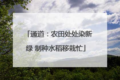 通道：农田处处染新绿 制种水稻移栽忙