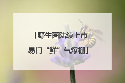 野生菌陆续上市 易门“鲜”气爆棚