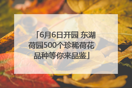6月6日开园 东湖荷园500个珍稀荷花品种等你来品鉴